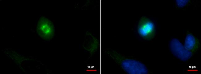 SPAG5 Antibody in Immunocytochemistry (ICC/IF)