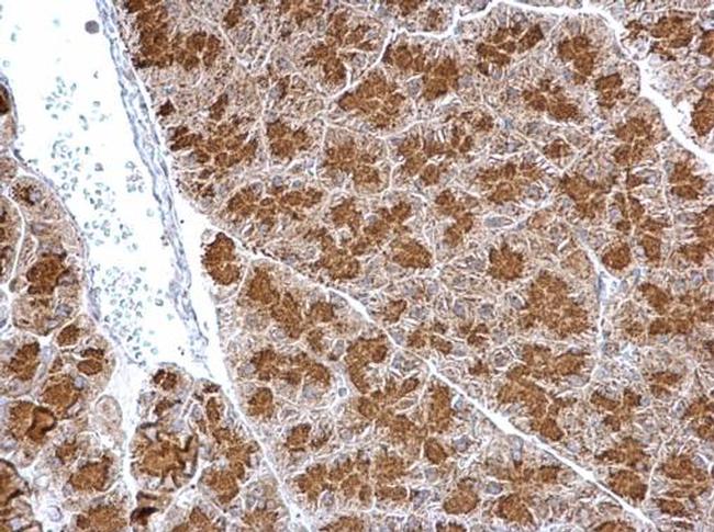 SYTL4 Antibody in Immunohistochemistry (Paraffin) (IHC (P))