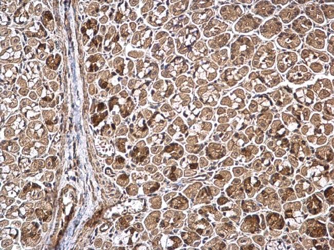 WWP1 Antibody in Immunohistochemistry (Paraffin) (IHC (P))