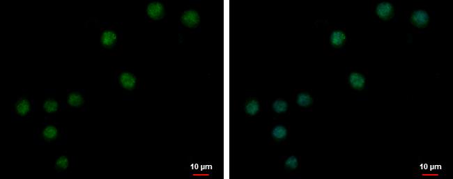 ZNF257 Antibody in Immunocytochemistry (ICC/IF)