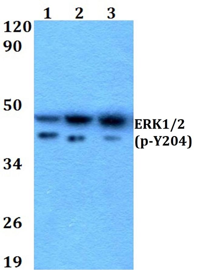 Phospho-ERK1/ERK2 (Tyr204) Antibody in Western Blot (WB)