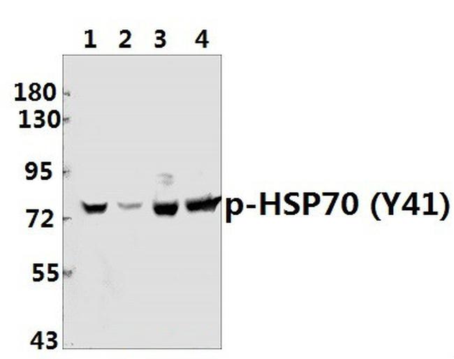 Phospho-HSP70 (Tyr41) Antibody in Western Blot (WB)