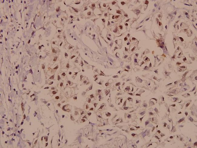 KV3.2 (KCNC2) Antibody in Immunohistochemistry (Paraffin) (IHC (P))