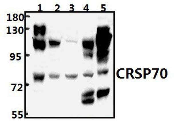 MED26 Antibody in Western Blot (WB)