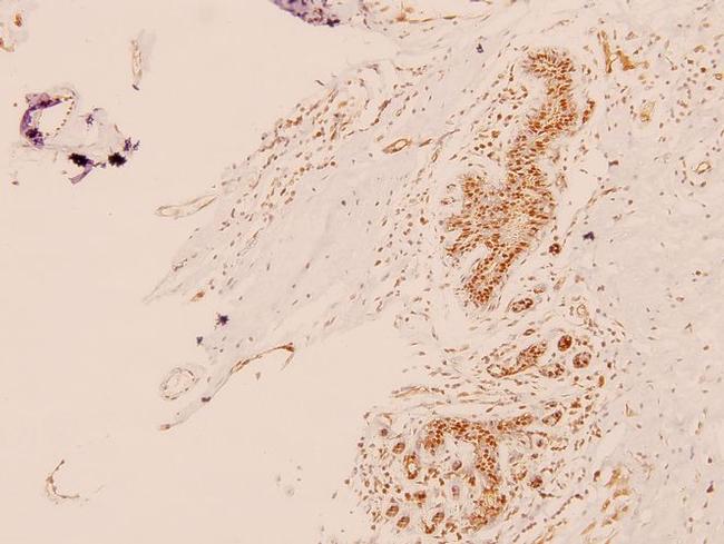 TRAP220 Antibody in Immunohistochemistry (Paraffin) (IHC (P))