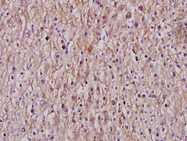 Cytochrome P450 Pan Antibody in Immunohistochemistry (Paraffin) (IHC (P))