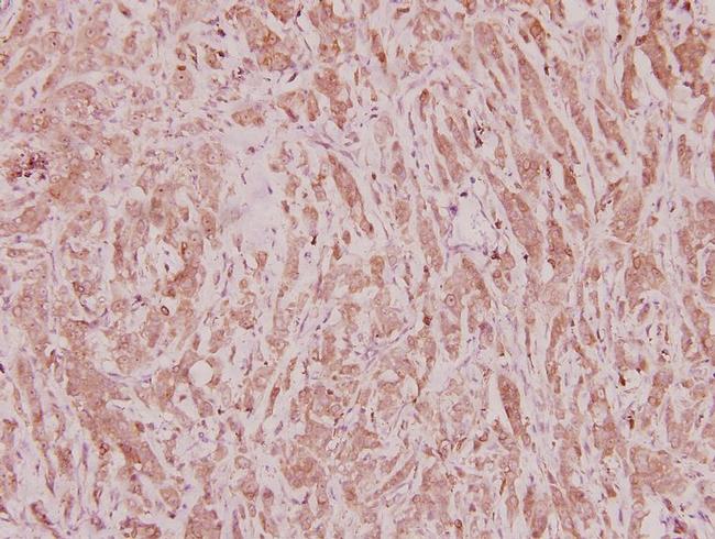 C/EBP zeta Antibody in Immunohistochemistry (Paraffin) (IHC (P))