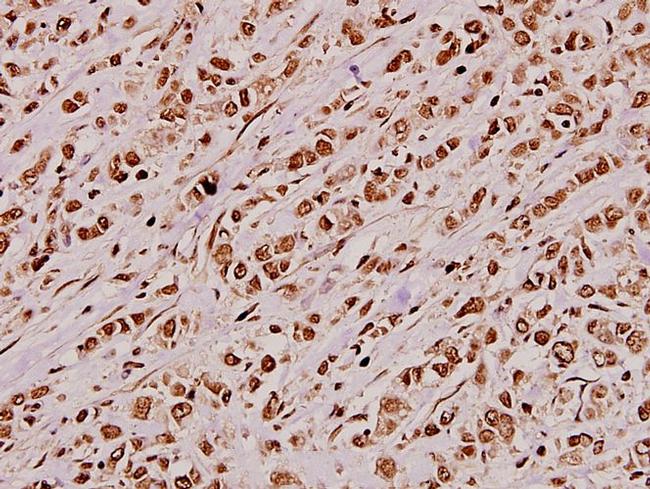 JIP3 Antibody in Immunohistochemistry (Paraffin) (IHC (P))