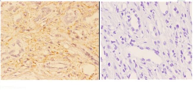 ACOT2 Antibody in Immunohistochemistry (Paraffin) (IHC (P))