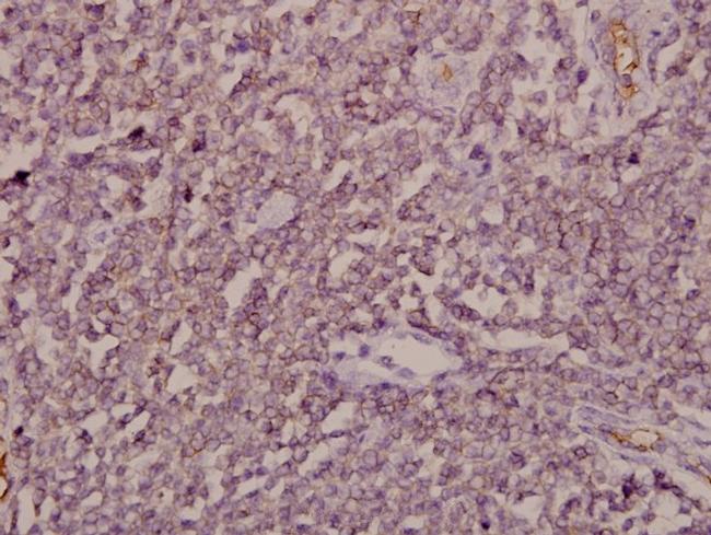 ARF4 Antibody in Immunohistochemistry (Paraffin) (IHC (P))