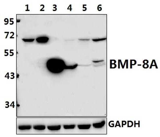 BMP-8A Antibody in Western Blot (WB)