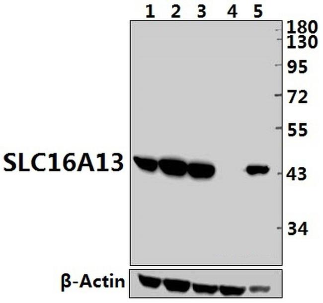 SLC16A13 Antibody in Western Blot (WB)