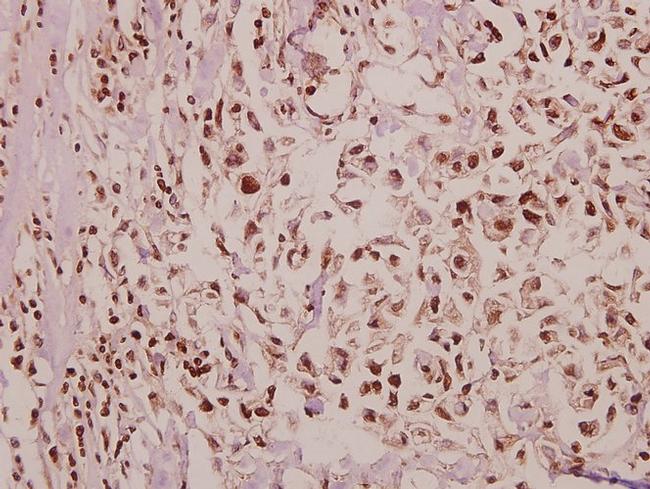 POM121 Antibody in Immunohistochemistry (Paraffin) (IHC (P))