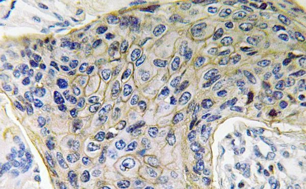 Aquaporin 4 Antibody in Immunohistochemistry (Paraffin) (IHC (P))