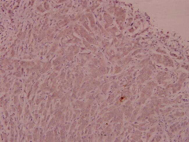 Adrenomedullin Antibody in Immunohistochemistry (Paraffin) (IHC (P))