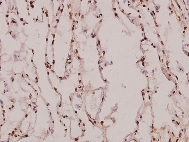 Aquaporin 5 Antibody in Immunohistochemistry (Paraffin) (IHC (P))