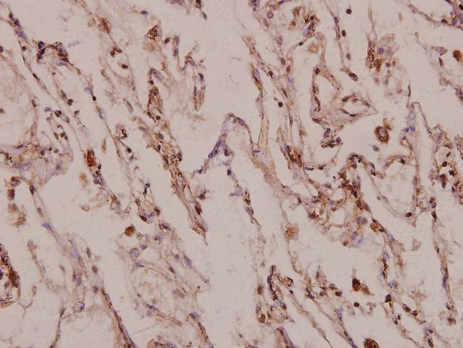 MINT3 Antibody in Immunohistochemistry (Paraffin) (IHC (P))