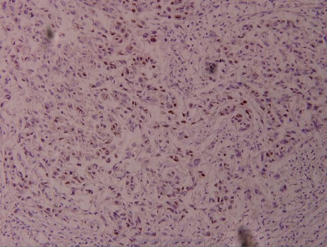 Phospho-c-Jun (Thr239) Antibody in Immunohistochemistry (Paraffin) (IHC (P))