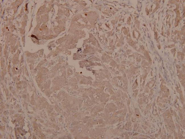 Phospho-GSK3 alpha/beta (Tyr279, Tyr216) Antibody in Immunohistochemistry (Paraffin) (IHC (P))