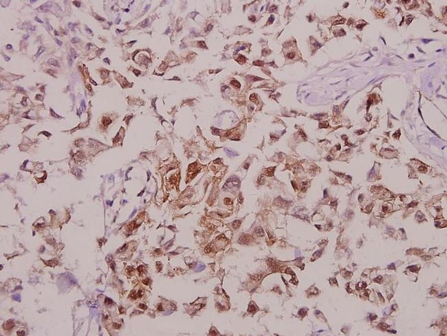 Phospho-Tyrosine Hydroxylase (Ser71) Antibody in Immunohistochemistry (Paraffin) (IHC (P))