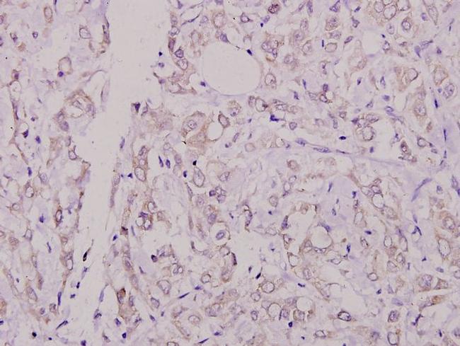 Phospho-Caspase 8 (Ser347) Antibody in Immunohistochemistry (Paraffin) (IHC (P))