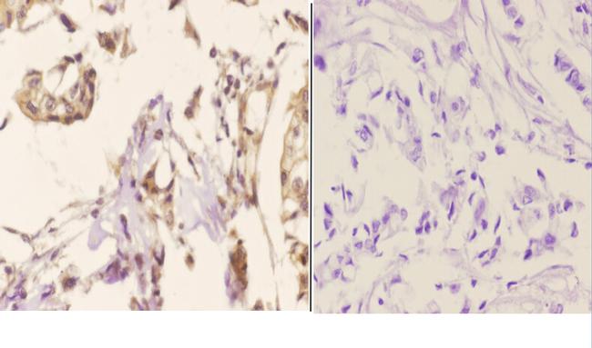 Phospho-Cyclin B1 (Ser126) Antibody in Immunohistochemistry (Paraffin) (IHC (P))