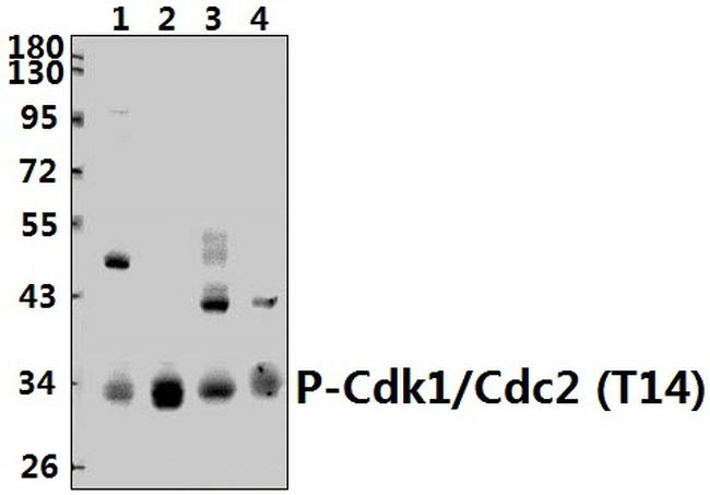 Phospho-CDK1 (Thr14) Antibody in Western Blot (WB)