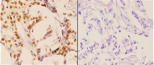 Phospho-Caspase 3 (Ser150) Antibody in Immunohistochemistry (Paraffin) (IHC (P))