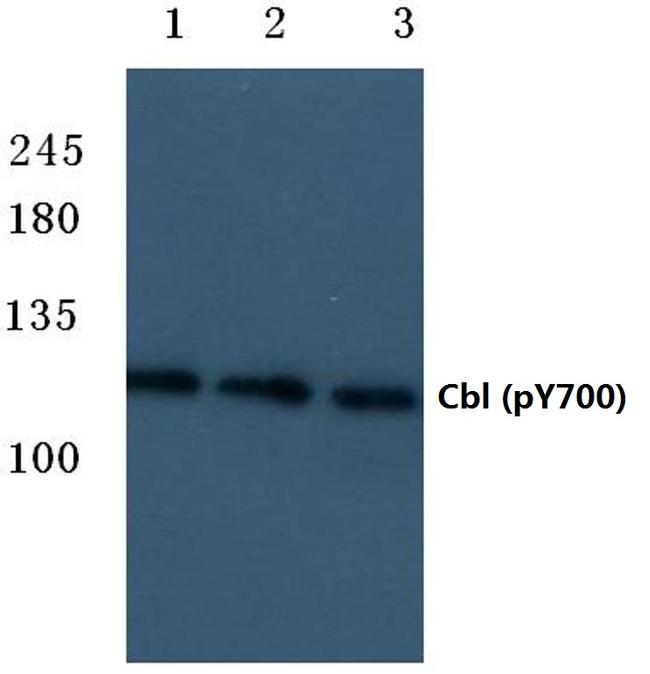 Phospho-c-Cbl (Tyr700) Antibody in Western Blot (WB)