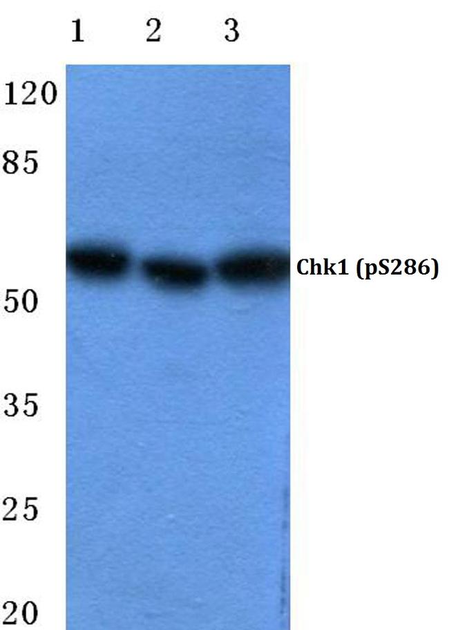 Phospho-CHK1 (Ser286) Antibody in Western Blot (WB)