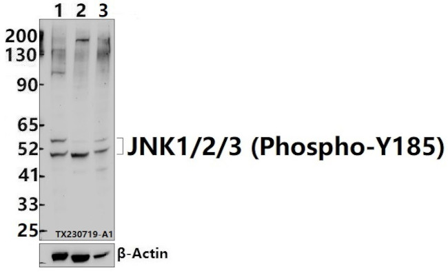 Phospho-JNK1/JNK2/JNK3 (Tyr185) Antibody in Western Blot (WB)