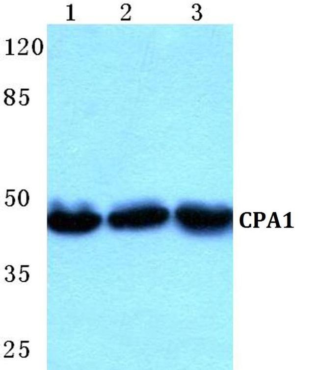 Carboxypeptidase A1 Antibody in Western Blot (WB)