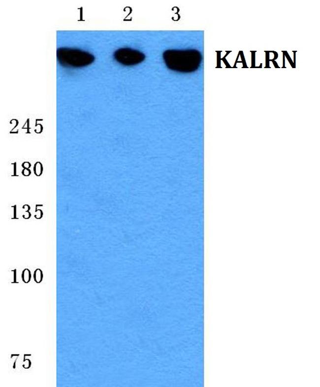 Kalirin Antibody in Western Blot (WB)