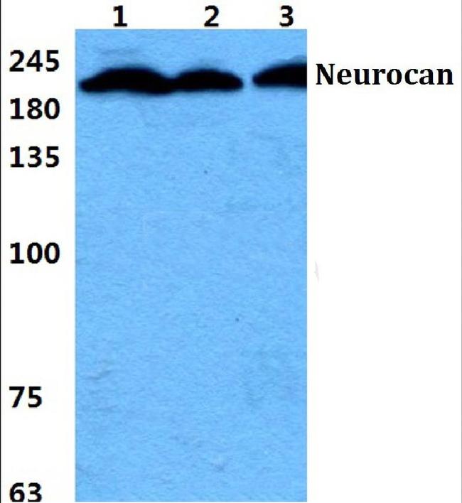 Neurocan Antibody in Western Blot (WB)