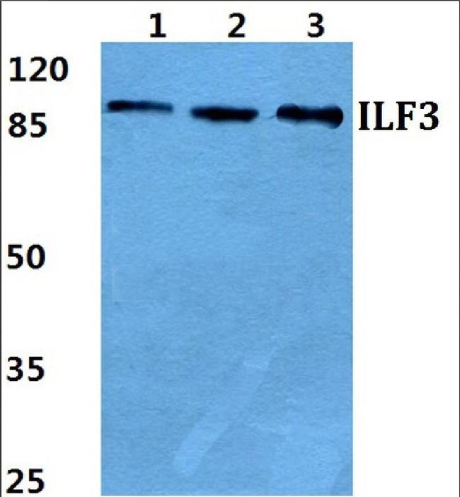 ILF3 Antibody in Western Blot (WB)