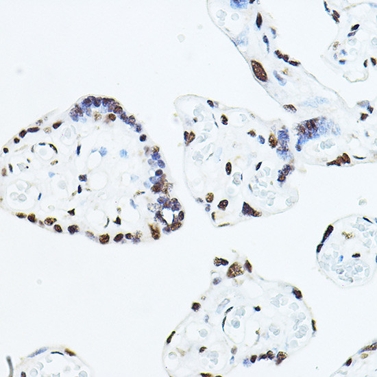 TEF1 Antibody in Immunohistochemistry (Paraffin) (IHC (P))