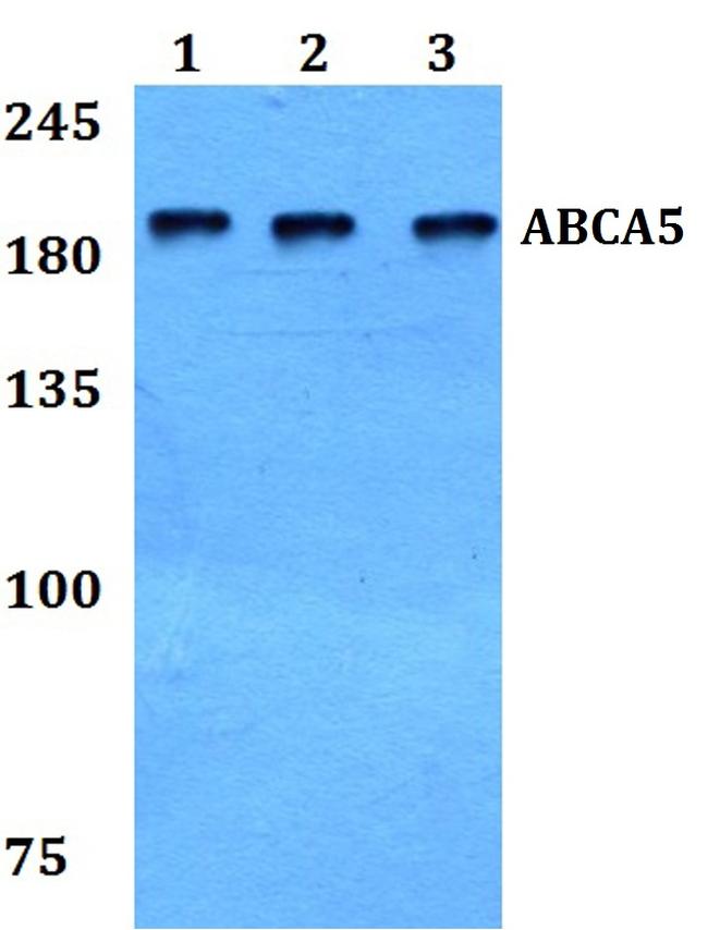 ABCA5 Antibody in Western Blot (WB)