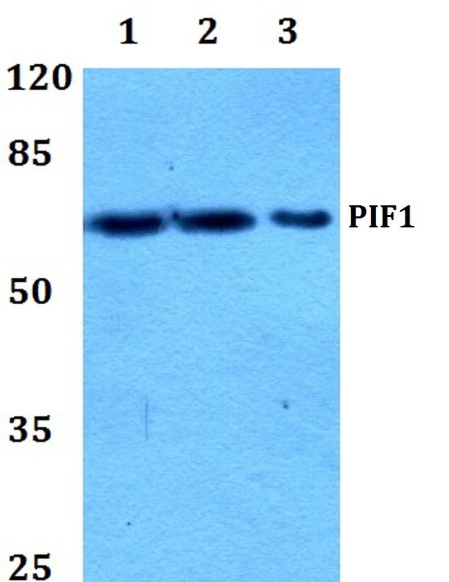 PIF1 Antibody in Western Blot (WB)