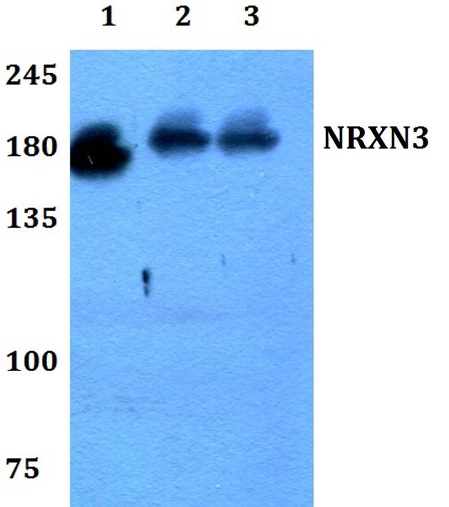 NRXN3 Antibody in Western Blot (WB)