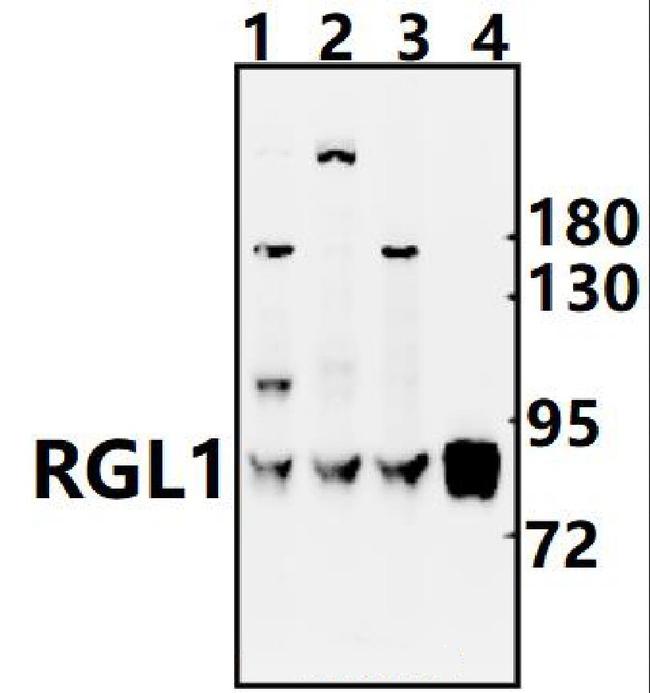 RGL1 Antibody in Western Blot (WB)