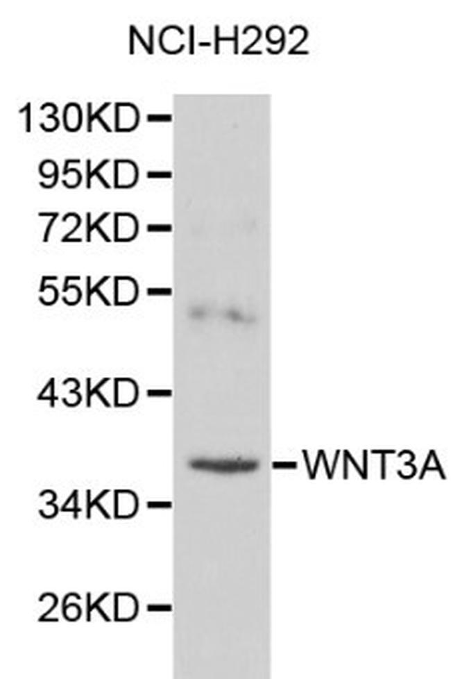 WNT3A Antibody in Western Blot (WB)