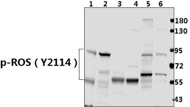 Phospho-ROS1 (Tyr2114) Antibody in Western Blot (WB)