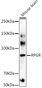 RPGR Antibody in Western Blot (WB)