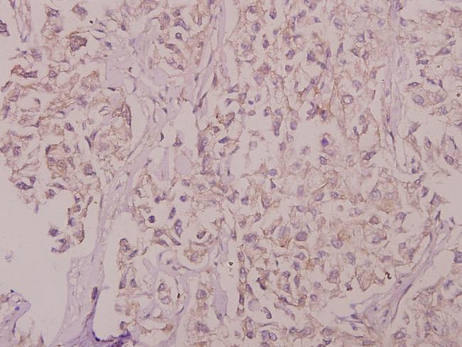 SLC30A1 Antibody in Immunohistochemistry (Paraffin) (IHC (P))