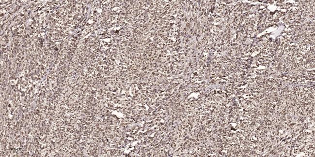 Phospho-Cyclin D1 (Thr286) Antibody in Immunohistochemistry (Paraffin) (IHC (P))