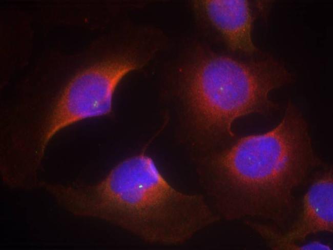 Phospho-CDK6 (Tyr13) Antibody in Immunocytochemistry (ICC/IF)