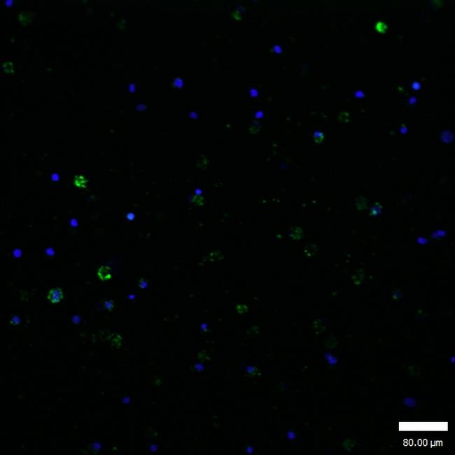 Phospho-GATA1 (Ser310) Antibody in Immunocytochemistry (ICC/IF)