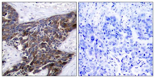 Phospho-Connexin 43 (Ser368) Antibody in Immunohistochemistry (Paraffin) (IHC (P))