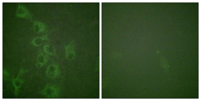 Phospho-HRH1 (Ser398) Antibody in Immunocytochemistry (ICC/IF)