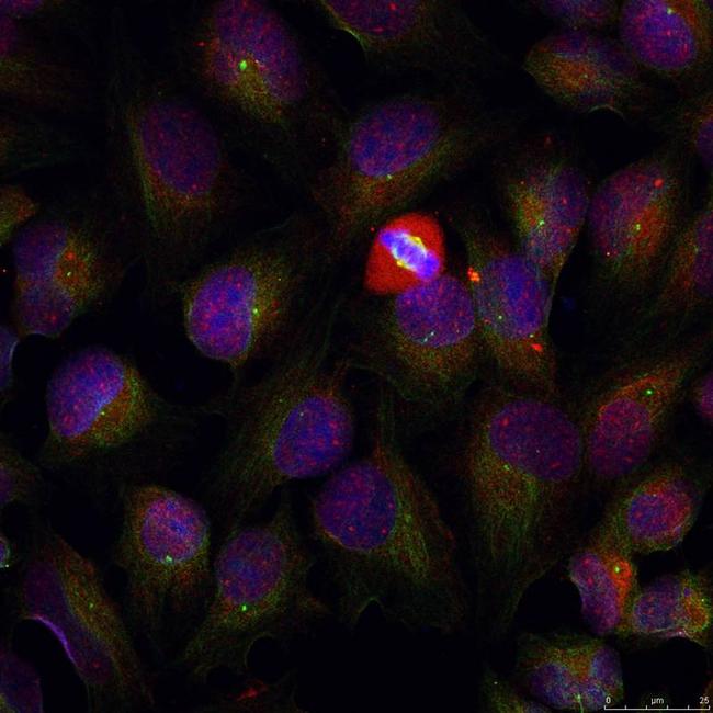 Phospho-NFkB p105/p50 (Ser337) Antibody in Immunocytochemistry (ICC/IF)